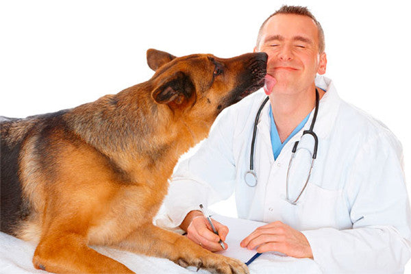 Regala lo mejor este día del veterinario con Cómeme Arreglos Frutales.